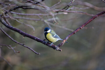 Great Tit perched on a tree branch on a Spring Day. County Durham, England, UK.