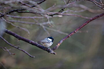 Coal Tit perched on a tree branch on a Spring Day. County Durham, England, UK.