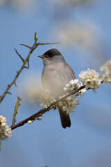 Blackcap on a Branch