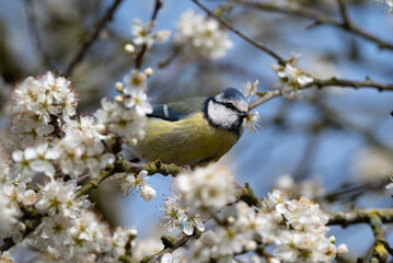 Blue Tit With Blossom