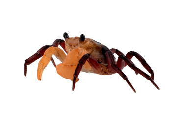 Close up of a apple crab