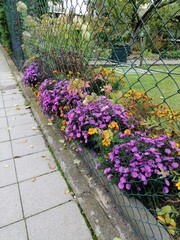 Znojmo back garden flowers