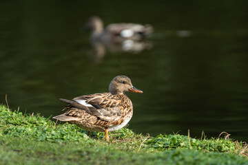 An adult female gray duck (Anas strepera) stands on the shore of a pond in which a male swims - 783943437