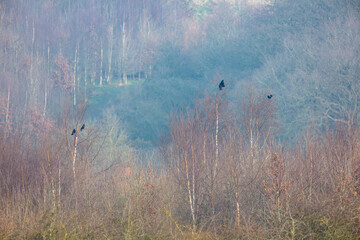 Carrion Crows perched in trees on a winter day, County Durham, England, UK.