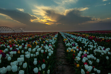 tulip, tulips garden