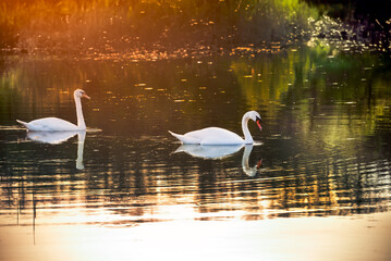 Wild white swans swim across the lake. A pair of beautiful birds in the rays of the evening sun.