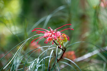 Macro of a red flower in the Botanical Garden of Barcelona