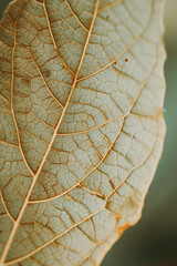 A close up of a gold leaves on a pastel background. Minimalist photography with blurred effect and organic texture
