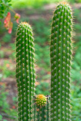 Macro of Vibrant Cactus