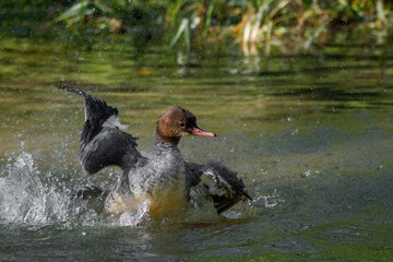 harle bièvre qui joue