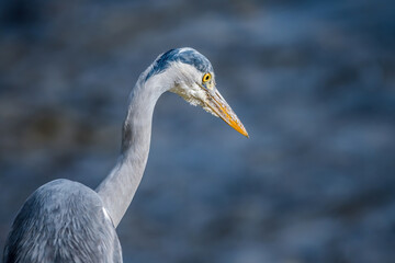 héron de profil © Xavier