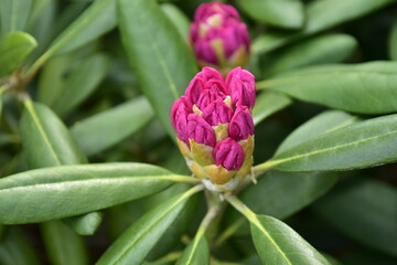 Rododendron, pąki, kwiaty, ogród, ozdobny, lato, wiosna, działka, botaniczny, park  © felicytka