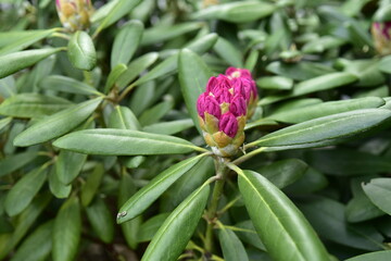 Rododendron, pąki, kwiaty, ogród, ozdobny, lato, wiosna, działka, botaniczny, park  © felicytka
