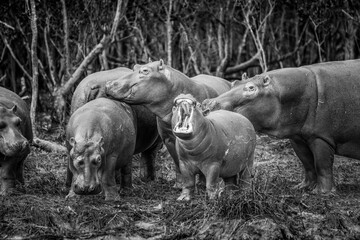 Hippo group, St. Lucia, South Africa