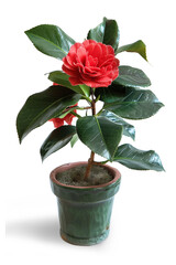 Red camellia, green variegated leave , popular foliage houseplant transparent background