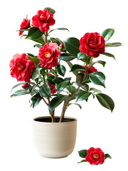 Obraz premium Red camellia, green variegated leave , popular foliage houseplant transparent background
