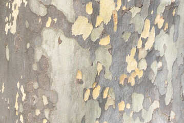 texture of the bark of a plane tree