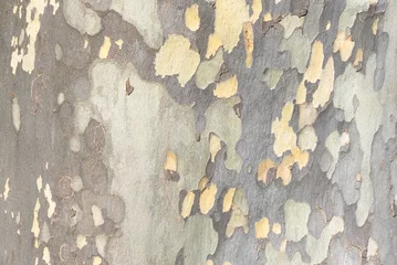 Selbstklebende Fototapete Alte Flugzeuge texture of the bark of a plane tree