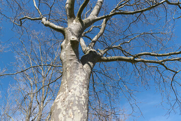plane tree crown against blue sky