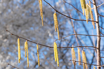 branches of hazelnut bush with yellow catkins against blue sky