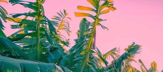 Poster Banana plantation on a sunny day. Nature tropical landscape © vvvita