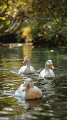 A realistic picture showing a group of white ducks peacefully floating on top of a river.