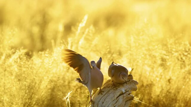 Two eurasian collared doves playing and sitting on a wood in Savanah of Botswana South Africa