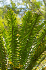 Close up of a fern