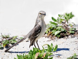 A Close-up Image of an Adult Mocking Bird Foraging in the Dunes of a Florida Beach