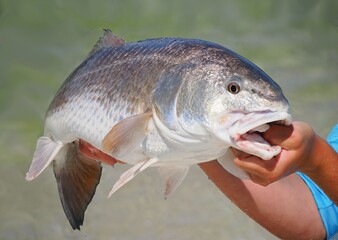 A Focus Stacked Close-up Image of a Large Redfish Caught in Florida