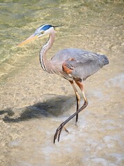 A Great Blue Heron Wading in Shallows of the Atlantic Ocean in Florida