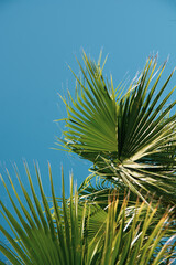 Vertical shot of a palm tree against blue sky in the background 