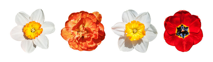 Set of different beautiful flowers isolated. Peony orange tulip, red tulip and white narcissus with...