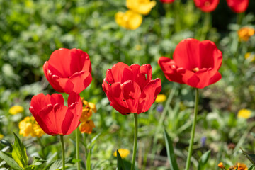 Red and yellow tulips with fresh green leaves. Spring flowers.