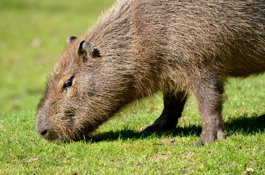 Portrait of capybara (Hydrochoerus hydrochaeris)  eating grass and viewed from profile