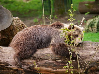 European brown bear, Ursus arctos arctos, lying on a tree trunk and relaxing in the sun, Zoo Photos - obrazy, fototapety, plakaty