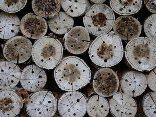 Bee hotel consisting of tree trunks in which holes have been drilled so that the bees can fly in