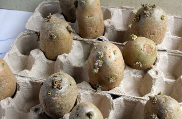 Chitting or sprouting russet seed potatoes in egg cartons prior to planting.