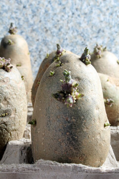 Closeup of chitting or sprouting a russet seed potato in an egg carton prior to planting.