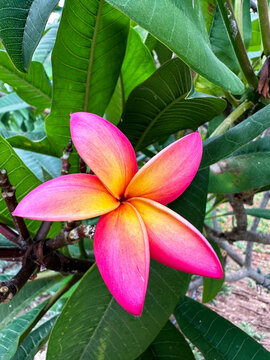 Close-up of pink tropical flower with green leaves behind. Hawaii flower