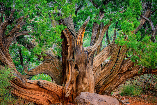 An ancient gnarled juniper tree on a hiking trail in Sedona Arizona