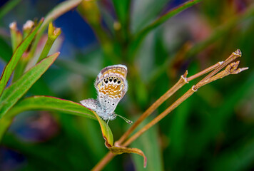 An Arctic Blue Butterfly sits on a leaf in Phoenix Arizona - 783964425