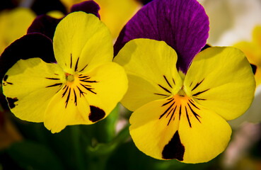 Yellow pansies smile upward in spring - 783964458