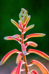 An agave flower in spring on a green background - 783964676