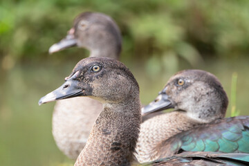 Brazilian Savannah Bird
The birds of Brazil are very beautiful and have many colors.