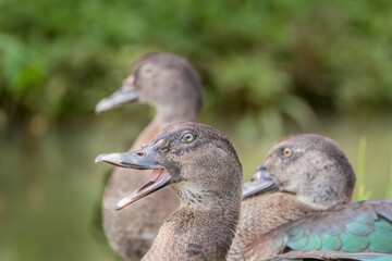 Brazilian Savannah Bird
The birds of Brazil are very beautiful and have many colors.