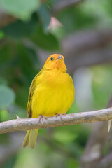Brazilian Savannah Bird
The birds of Brazil are very beautiful and have many colors.