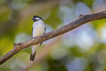 Brazilian Savannah Bird
The birds of Brazil are very beautiful and have many colors.