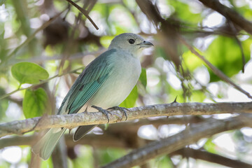 Brazilian Savannah Bird
The birds of Brazil are very beautiful and have many colors.