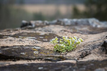 Small white flowers growing on a rock. Selective focus.